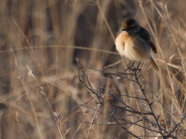 African stonechat (Saxicola torquatus)
